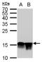 Histone Cluster 4 H4 antibody, NBP2-42860, Novus Biologicals, Western Blot image 