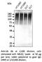 Ubiquitin A-52 Residue Ribosomal Protein Fusion Product 1 antibody, AB0144-200, SICGEN, Western Blot image 