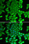 Ring Finger And FYVE Like Domain Containing E3 Ubiquitin Protein Ligase antibody, STJ28572, St John