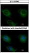 Creatine Kinase, Mitochondrial 2 antibody, GTX107547, GeneTex, Immunocytochemistry image 