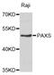 Paired Box 5 antibody, abx123012, Abbexa, Western Blot image 