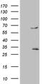 TNF Receptor Associated Factor 5 antibody, MA5-27289, Invitrogen Antibodies, Western Blot image 