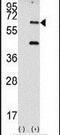 Eukaryotic Translation Initiation Factor 2 Alpha Kinase 2 antibody, PA5-15467, Invitrogen Antibodies, Western Blot image 