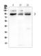 PHD Finger Protein 21A antibody, A08507-1, Boster Biological Technology, Western Blot image 