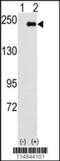Sperm Associated Antigen 9 antibody, 62-795, ProSci, Western Blot image 