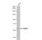 Poly(ADP-Ribose) Polymerase Family Member 3 antibody, NBP1-31415, Novus Biologicals, Western Blot image 