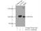 Exocyst Complex Component 2 antibody, 66011-1-Ig, Proteintech Group, Immunoprecipitation image 