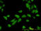 TRAF3 Interacting Protein 2 antibody, LS-B5448, Lifespan Biosciences, Immunofluorescence image 