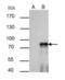 SRY-Box 6 antibody, PA5-30599, Invitrogen Antibodies, Immunoprecipitation image 