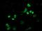FLYWCH Family Member 2 antibody, NBP2-00646, Novus Biologicals, Immunocytochemistry image 