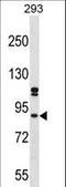 SPT6 Homolog, Histone Chaperone And Transcription Elongation Factor antibody, LS-C161621, Lifespan Biosciences, Western Blot image 