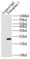 TAGLN2 antibody, FNab08937, FineTest, Immunoprecipitation image 