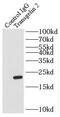 Transgelin 2 antibody, FNab08937, FineTest, Immunoprecipitation image 