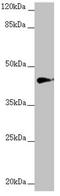 Ring Finger Protein 13 antibody, LS-C676407, Lifespan Biosciences, Western Blot image 