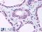 Anti-Silencing Function 1A Histone Chaperone antibody, 45-301, ProSci, Enzyme Linked Immunosorbent Assay image 