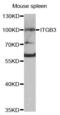 Integrin Subunit Beta 3 antibody, abx001980, Abbexa, Western Blot image 