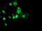 RING1 And YY1 Binding Protein antibody, MA5-25945, Invitrogen Antibodies, Immunocytochemistry image 