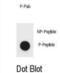 TSC Complex Subunit 1 antibody, abx032279, Abbexa, Dot Blot image 