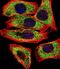 Transglutaminase 2 antibody, PA5-14966, Invitrogen Antibodies, Immunofluorescence image 