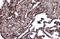 DUG antibody, GTX113781, GeneTex, Immunohistochemistry paraffin image 