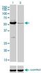 MutY DNA Glycosylase antibody, H00004595-M01, Novus Biologicals, Western Blot image 