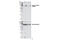 Ribosomal Protein S6 Kinase A3 antibody, 9341S, Cell Signaling Technology, Western Blot image 