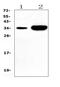 Carbonic Anhydrase 4 antibody, A01523-1, Boster Biological Technology, Western Blot image 