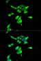 CD55 Molecule (Cromer Blood Group) antibody, LS-C331374, Lifespan Biosciences, Immunofluorescence image 