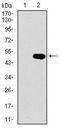 LIM Domain Only 2 antibody, MA5-17110, Invitrogen Antibodies, Western Blot image 