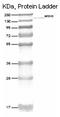 MutS Homolog 6 antibody, DM429, Origene, Western Blot image 