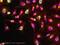 H3 Histone Family Member 3B antibody, ab52946, Abcam, Immunofluorescence image 