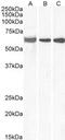 Ephrin A2 antibody, MBS420587, MyBioSource, Western Blot image 