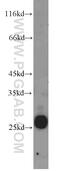 Cysteine Rich Secretory Protein 2 antibody, 19066-1-AP, Proteintech Group, Western Blot image 