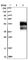 Transmembrane And Immunoglobulin Domain Containing 2 antibody, HPA011081, Atlas Antibodies, Western Blot image 