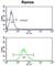 Complement C3d Receptor 2 antibody, abx033091, Abbexa, Western Blot image 