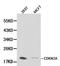 Cyclin Dependent Kinase Inhibitor 2A antibody, orb129709, Biorbyt, Western Blot image 