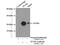 Transcription Factor A, Mitochondrial antibody, 23996-1-AP, Proteintech Group, Immunoprecipitation image 