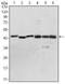 Pyruvate Dehydrogenase Kinase 1 antibody, NBP2-22171, Novus Biologicals, Western Blot image 