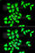 Methionine Sulfoxide Reductase B1 antibody, A6737, ABclonal Technology, Immunofluorescence image 