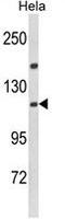 Importin 11 antibody, GTX81038, GeneTex, Western Blot image 