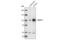 Glutamate Ionotropic Receptor AMPA Type Subunit 4 antibody, 3825S, Cell Signaling Technology, Western Blot image 
