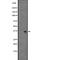 Complement Component 5a Receptor 2 antibody, abx147493, Abbexa, Western Blot image 