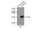 RAB23, Member RAS Oncogene Family antibody, 11101-1-AP, Proteintech Group, Immunoprecipitation image 