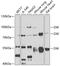 Mitogen-activated protein kinase kinase kinase MLT antibody, A32464, Boster Biological Technology, Western Blot image 