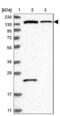 Phosphoinositide-3-Kinase Regulatory Subunit 4 antibody, NBP1-82451, Novus Biologicals, Western Blot image 