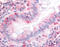 Integrin Subunit Alpha 2 antibody, TA341147, Origene, Immunohistochemistry frozen image 