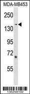 Rho Guanine Nucleotide Exchange Factor 11 antibody, 58-813, ProSci, Western Blot image 
