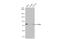 Mitochondrial Antiviral Signaling Protein antibody, GTX132521, GeneTex, Western Blot image 