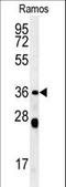 Neutrophil Cytosolic Factor 1 antibody, LS-C164770, Lifespan Biosciences, Western Blot image 