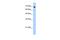 Zinc Finger Protein 823 antibody, PA5-43572, Invitrogen Antibodies, Western Blot image 